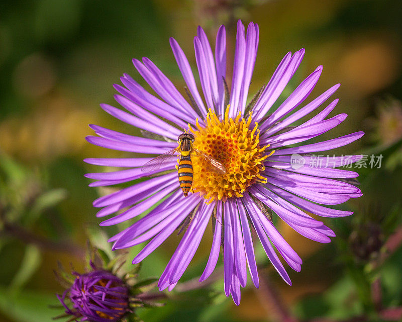 食蚜蝇(Sphaerophoria毗连)，簇状球尾蚜，紫菀(Symphyotrichum novae-angliae)。